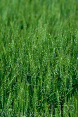 September 2024 / Malinong_SA_-Wheat-Scenes_240925-_Z8C9748