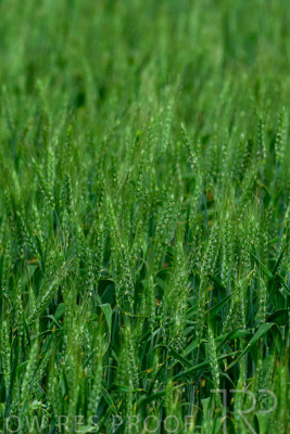 September 2024 / Malinong_SA_-Wheat-Scenes_240925-_Z8C9751