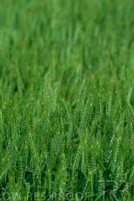 September 2024 / Malinong_SA_-Wheat-Scenes_240925-_Z8C9756