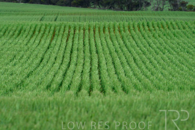 September 2024 / Malinong_SA_-Wheat-Scenes_240925-_Z8C9761
