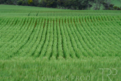 September 2024 / Malinong_SA_-Wheat-Scenes_240925-_Z8C9764