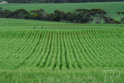 September 2024 / Malinong_SA_-Wheat-Scenes_240925-_Z8C9766