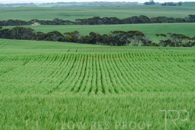 September 2024 / Malinong_SA_-Wheat-Scenes_240925-_Z8C9769