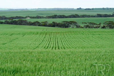 September 2024 / Malinong_SA_-Wheat-Scenes_240925-_Z8C9772