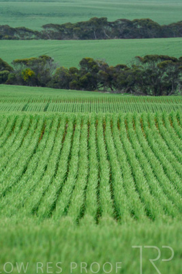 September 2024 / Malinong_SA_-Wheat-Scenes_240925-_Z8C9775