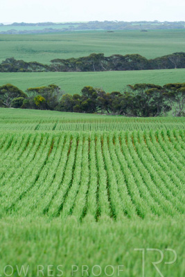 September 2024 / Malinong_SA_-Wheat-Scenes_240925-_Z8C9777