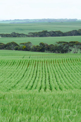 September 2024 / Malinong_SA_-Wheat-Scenes_240925-_Z8C9781