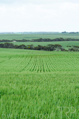 September 2024 / Malinong_SA_-Wheat-Scenes_240925-_Z8C9783