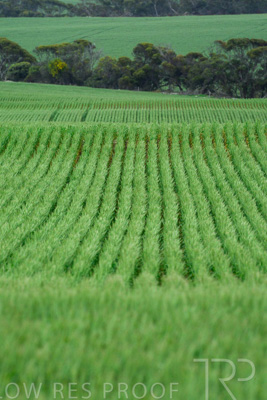 September 2024 / Malinong_SA_-Wheat-Scenes_240925-_Z8C9785