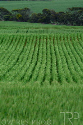 September 2024 / Malinong_SA_-Wheat-Scenes_240925-_Z8C9788