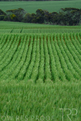 September 2024 / Malinong_SA_-Wheat-Scenes_240925-_Z8C9792