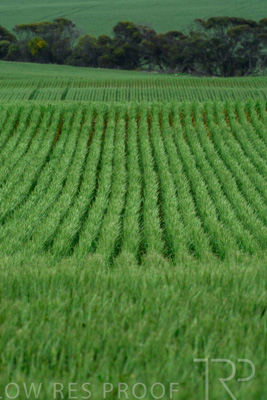 September 2024 / Malinong_SA_-Wheat-Scenes_240925-_Z8C9795