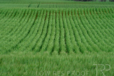 September 2024 / Malinong_SA_-Wheat-Scenes_240925-_Z8C9796