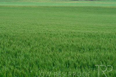 September 2024 / Malinong_SA_-Wheat-Scenes_240925-_Z8C9798