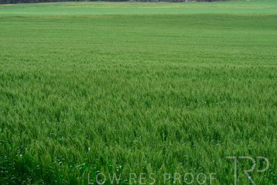 September 2024 / Malinong_SA_-Wheat-Scenes_240925-_Z8C9800