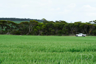 September 2024 / Malinong_SA_-Wheat-Scenes_240925-_Z8C9803