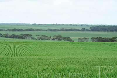 September 2024 / Malinong_SA_-Wheat-Scenes_240925-_Z8C9839