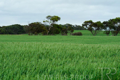 September 2024 / Malinong_SA_-Wheat-Scenes_240925-_Z8C9844
