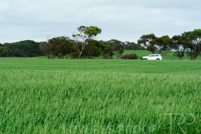 September 2024 / Malinong_SA_-Wheat-Scenes_240925-_Z8C9850