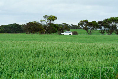 September 2024 / Malinong_SA_-Wheat-Scenes_240925-_Z8C9855