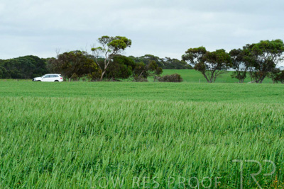 September 2024 / Malinong_SA_-Wheat-Scenes_240925-_Z8C9857