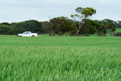 September 2024 / Malinong_SA_-Wheat-Scenes_240925-_Z8C9865