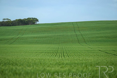 September 2024 / Malinong_SA_-Wheat-Scenes_240925-_Z9C7146