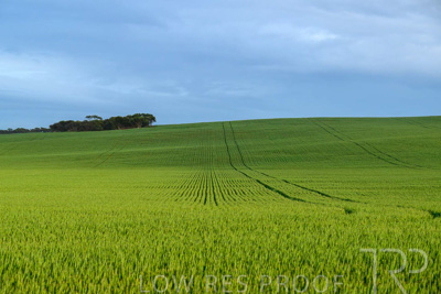 September 2024 / Malinong_SA_-Wheat-Scenes_240925-_Z9C7478
