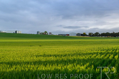 September 2024 / Malinong_SA_-Wheat-Scenes_240925-_Z9C7480