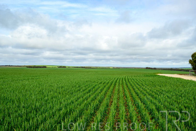 September 2024 / Malinong_SA_-Wheat-Scenes_240925-_Z9C9520