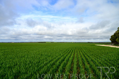 September 2024 / Malinong_SA_-Wheat-Scenes_240925-_Z9C9522