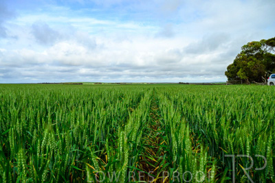 September 2024 / Malinong_SA_-Wheat-Scenes_240925-_Z9C9523