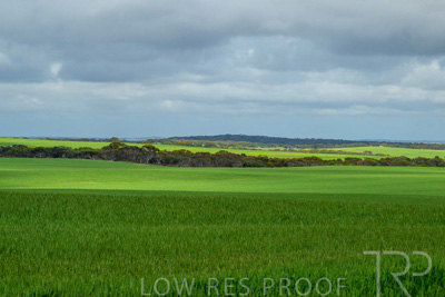 September 2024 / Malinong_SA_-Wheat-Scenes_240925-_Z9C9525