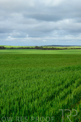 September 2024 / Malinong_SA_-Wheat-Scenes_240925-_Z9C9526