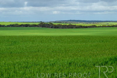 September 2024 / Malinong_SA_-Wheat-Scenes_240925-_Z9C9528