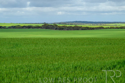 September 2024 / Malinong_SA_-Wheat-Scenes_240925-_Z9C9529