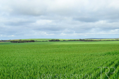 September 2024 / Malinong_SA_-Wheat-Scenes_240925-_Z9C9535