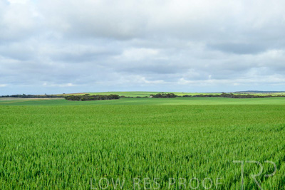 September 2024 / Malinong_SA_-Wheat-Scenes_240925-_Z9C9537