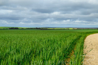 September 2024 / Malinong_SA_-Wheat-Scenes_240925-_Z9C9538
