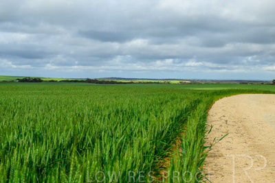 September 2024 / Malinong_SA_-Wheat-Scenes_240925-_Z9C9540