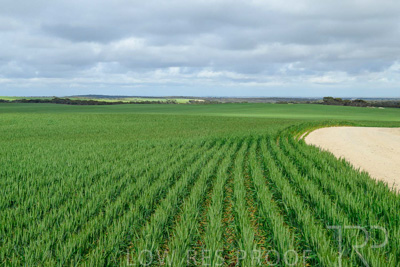September 2024 / Malinong_SA_-Wheat-Scenes_240925-_Z9C9542