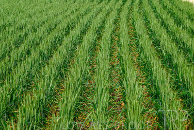 September 2024 / Malinong_SA_-Wheat-Scenes_240925-_Z9C9543