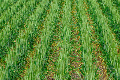 September 2024 / Malinong_SA_-Wheat-Scenes_240925-_Z9C9545