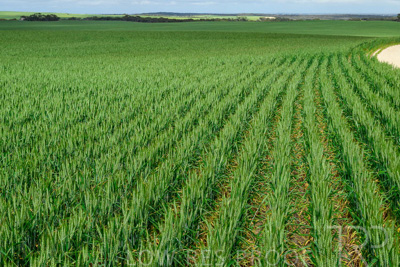 September 2024 / Malinong_SA_-Wheat-Scenes_240925-_Z9C9548