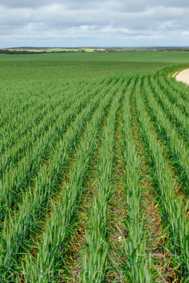 September 2024 / Malinong_SA_-Wheat-Scenes_240925-_Z9C9551