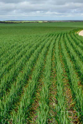 September 2024 / Malinong_SA_-Wheat-Scenes_240925-_Z9C9552