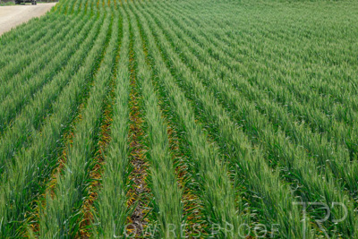 September 2024 / Malinong_SA_-Wheat-Scenes_240925-_Z9C9556