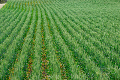 September 2024 / Malinong_SA_-Wheat-Scenes_240925-_Z9C9558
