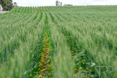 September 2024 / Malinong_SA_-Wheat-Scenes_240925-_Z9C9561