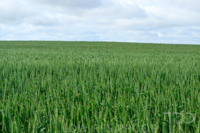September 2024 / Malinong_SA_-Wheat-Scenes_240925-_Z9C9564